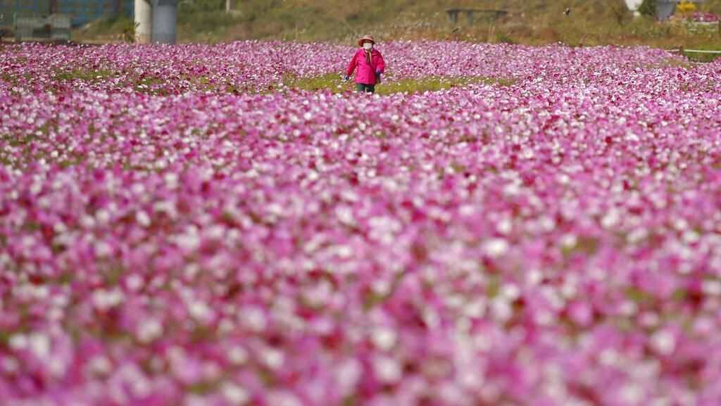 Foto Indahnya Taman Bunga Cosmos di Korsel Foto Indahnya Taman Bunga Cosmos di Korsel