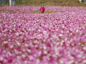 Foto Indahnya Taman Bunga Cosmos di Korsel Foto Indahnya Taman Bunga Cosmos di Korsel
