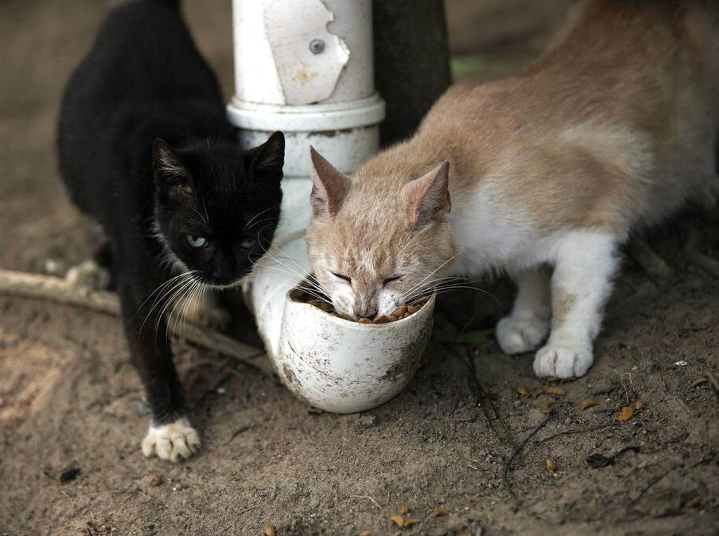Lurah Akan Mediasi Polemik Larangan Beri Makan Kucing Liar di Jakbar
