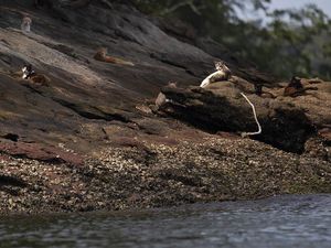 Foto Pulau Untuk Kucing Liar di Brasil