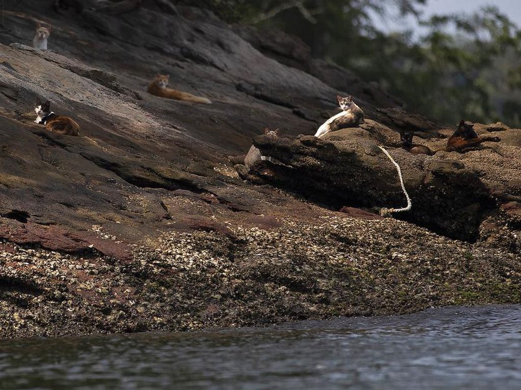 Foto Pulau Untuk Kucing Liar di Brasil Foto Pulau Untuk Kucing Liar di Brasil