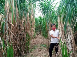 Menengok Bisnis Tanaman Pakan Ternak di Tengah Pandemi