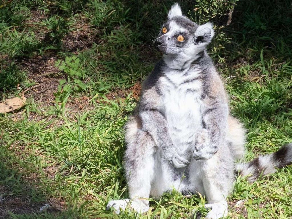 Sempat Dicuri, Lemur Tua dari Kebun Binatang AS Berhasil Ditemukan