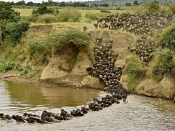 Migrasi Hewan Terbesar di Bumi Terasa Berbeda Kali Ini