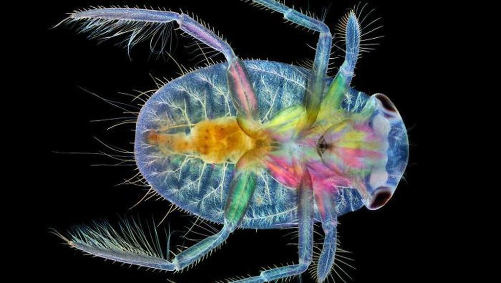 Deretan Foto Mikroskop Terbaik yang Bikin Mata Terpana Deretan Foto Mikroskop Terbaik yang Bikin Mata Terpana