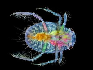 Deretan Foto Mikroskop Terbaik yang Bikin Mata Terpana