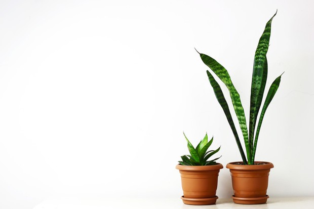 Mengurangi panas kamar tidur dengan tanaman/Freepik.com