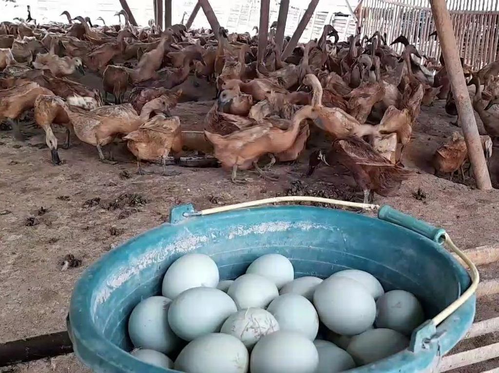 Perajin Telur Asin Brebes Beli Bahan Baku dari Luar Daerah, Kenapa? Perajin Telur Asin Brebes Beli Bahan Baku dari Luar Daerah, Kenapa?