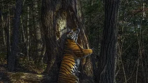 Bikin Terpukau! Ini Karya Jawara Wildlife Photographer Of The Year 2020