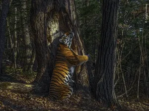 Bikin Terpukau! Ini Karya Jawara Wildlife Photographer Of The Year 2020