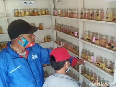 Bisnis Ikan Cupang Raup Omzet Jutaan Sehari