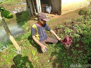 Musim Hujan, Bunga Bangkai Suweg Kembali Muncul di Ciamis