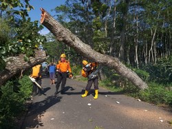 Seorang Pemotor Tewas Tabrak Pohon Tumbang di Semarang