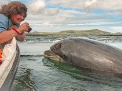 Lumba-lumba Kesayangan Hilang Bikin Kehebohan Besar