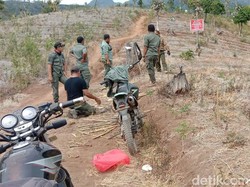 Puluhan Hektar Pohon di Lereng Wilis Gundul, Ini Kata Perhutani Kediri