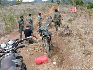 Puluhan Hektar Pohon di Lereng Wilis Gundul, Ini Kata Perhutani Kediri Puluhan Hektar Pohon di Lereng Wilis Gundul, Ini Kata Perhutani Kediri