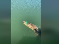 Video Viral! Mancing Ikan Malah Dapat Buaya Besar