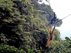 Membuat Tali Ayunan Demi Menyelamatkan Owa, Primata Terlangka di Dunia