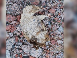 Es di Antarktika Mencair, Muncul Mumi Penguin