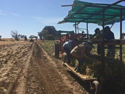 Nasib Pertanian Jika Pemerintah Australia Tak Mengampuni Pekerja Gelap