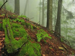 Penelitian di Hutan Purba Terakhir Eropa