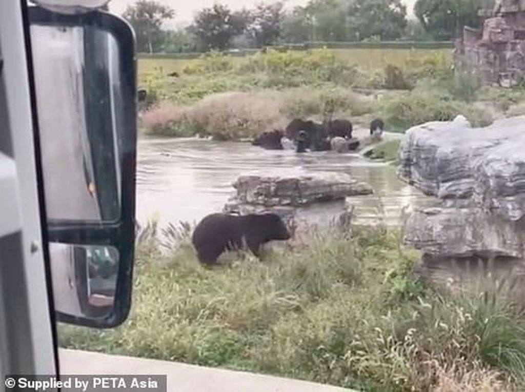 Kasihan, Penjaga Kebun Binatang di China Tewas Diserang Beruang