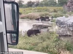 Detik-detik Penjaga Kebun Binatang di China Tewas Diserang Beruang Detik-detik Penjaga Kebun Binatang di China Tewas Diserang Beruang