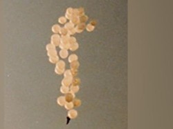 Cadangan Helium Raksasa Ditemukan di Amerika