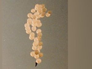 Cadangan Helium Raksasa Ditemukan di Amerika Cadangan Helium Raksasa Ditemukan di Amerika