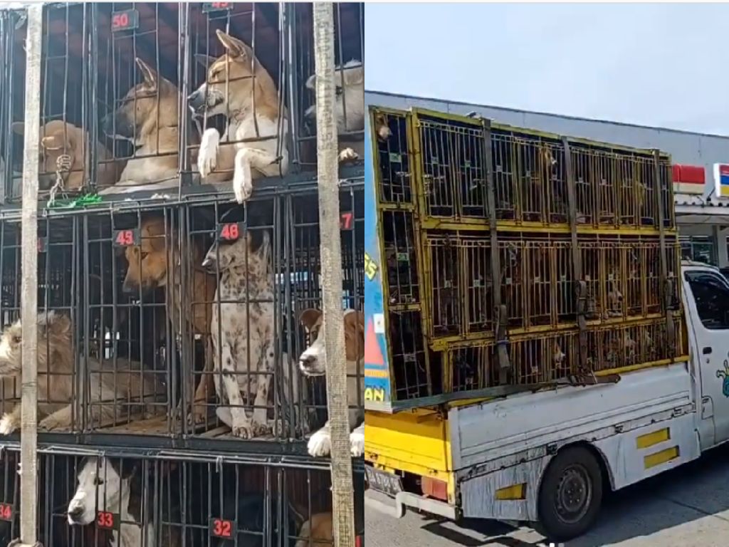 Viral! Puluhan Anjing Siap Dikirim ke Medan untuk Dijadikan Santapan