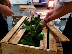 Disimpan di Bagasi Mobil, Penyelundupan 166 Beo di Brasil Terungkap