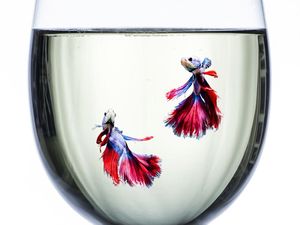 Ini Makanan Ikan Cupang Agar Sehat dan Cepat Besar, Jangan Salah Beli Ini Makanan Ikan Cupang Agar Sehat dan Cepat Besar, Jangan Salah Beli