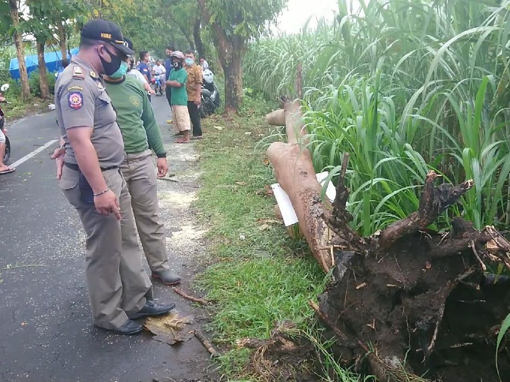 Coba Hindari Pohon Tumbang, Biker Tulungagung Ini Tewas Terjatuh Coba Hindari Pohon Tumbang, Biker Tulungagung Ini Tewas Terjatuh