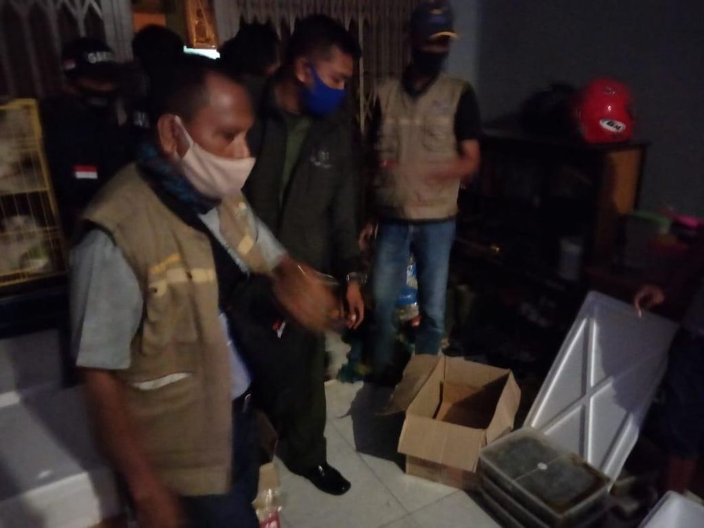 Jual Ribuan Labi-labi Moncong Babi, Pria di Sulsel Ditangkap Jual Ribuan Labi-labi Moncong Babi, Pria di Sulsel Ditangkap