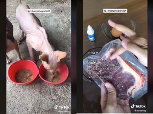 Sultan! Kucing Ini Diberi Makan Daging Sirloin Setiap Hari