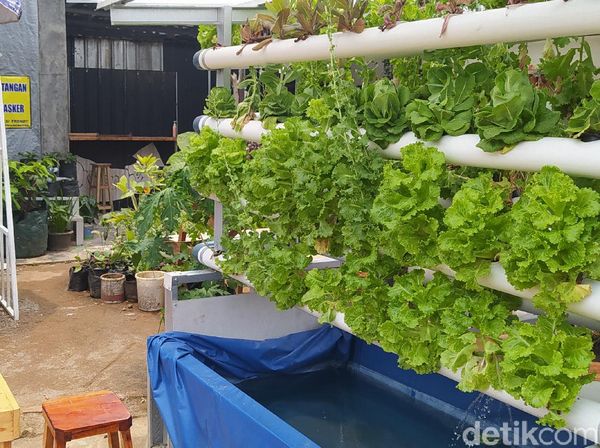 Dulu Gersang dan Kusam, Kini Kampung Ini Jadi Produsen Bibit