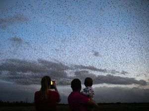 Mantap! Lombok Titik Penting Migrasi Burung Dunia Mantap! Lombok Titik Penting Migrasi Burung Dunia