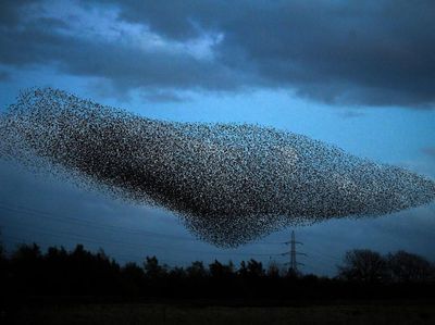 Potret Migrasi Burung Jalak Hiasi Langit Skotlandia