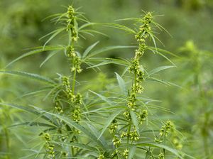 Peneliti Tak Setuju Revisi Aturan Ganja di Indonesia, Ini Alasannya