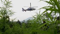 Polisi Gerebek 10  Hektar Kebun Ganja di Tanah Rencong