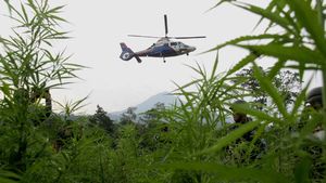 Polisi Gerebek 10  Hektar Kebun Ganja di Tanah Rencong