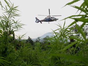 Polisi Gerebek 10  Hektar Kebun Ganja di Tanah Rencong