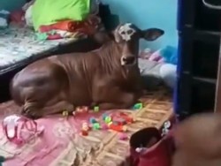 Ternyata Begini Cerita di Balik Viral Video Sapi Rebahan di Kamar
