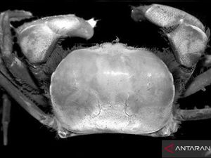 2 Spesies Kepiting Baru Ditemukan di Area Freeport, Penelitian 4 Tahun