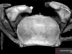 2 Spesies Kepiting Baru Ditemukan di Area Freeport, Penelitian 4 Tahun