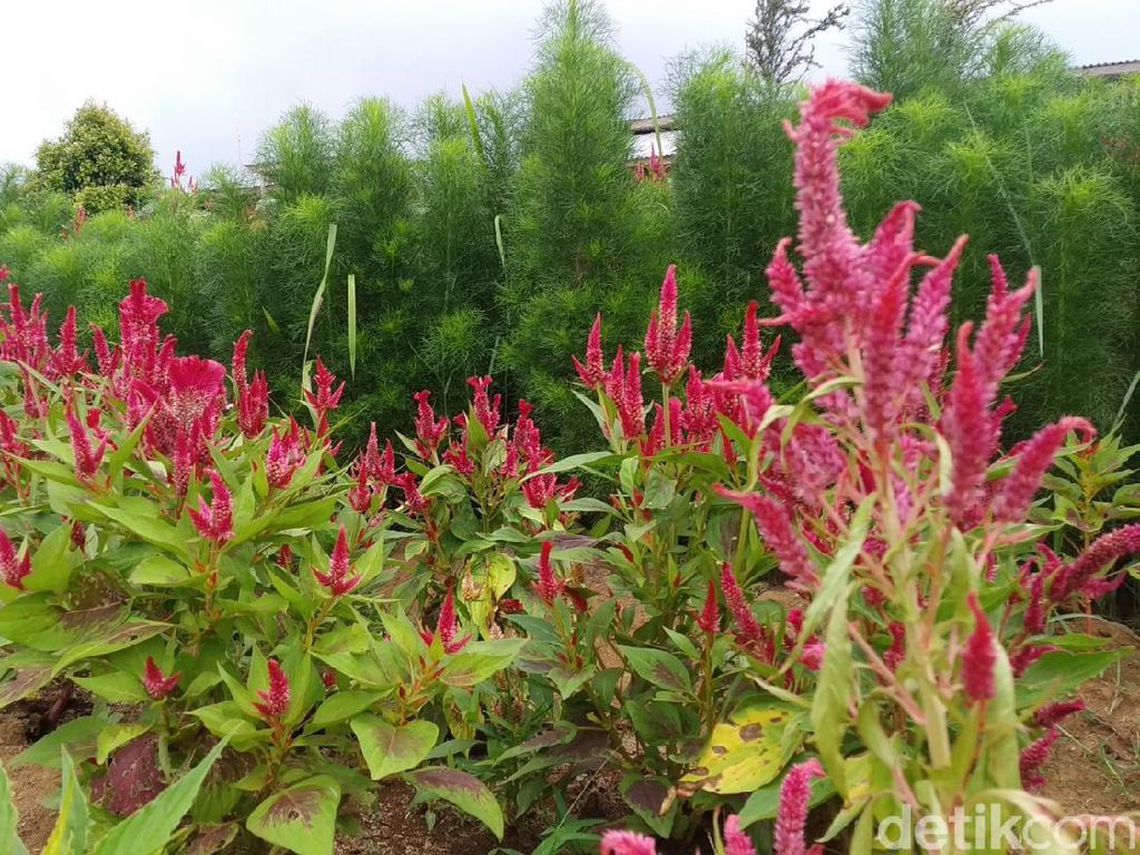 Warna-warni Kembang di Taman Bunga Celosia, Kuningan