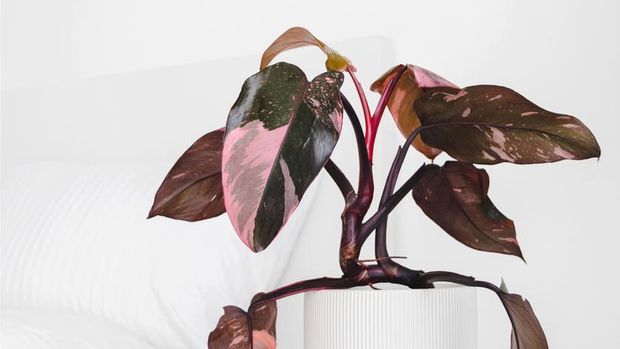 Modern houseplants on a bedside table in the white bedroom, minimal creative home decor concept, Philodendron Erubescens or Pink Princess