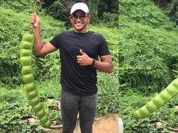 Wow! Netizen Heboh Temukan Petai Raksasa yang Bikin Ngakak
