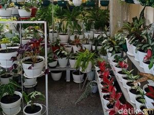Warga Resah Tanaman Aglonema Dicuri, Harga Mahal Diduga Penyebabnya Warga Resah Tanaman Aglonema Dicuri, Harga Mahal Diduga Penyebabnya