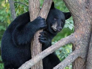 Mungkin Lagi Galau, Beruang Ini Mengoceh di Atas Pohon